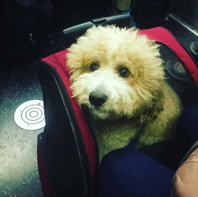 Новые правила 2020 года о перевозке собак в поездах ржд внутри и за пределы россии