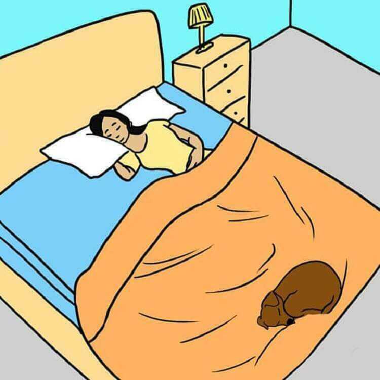 Настоящие сони: сколько часов в сутки спят собаки