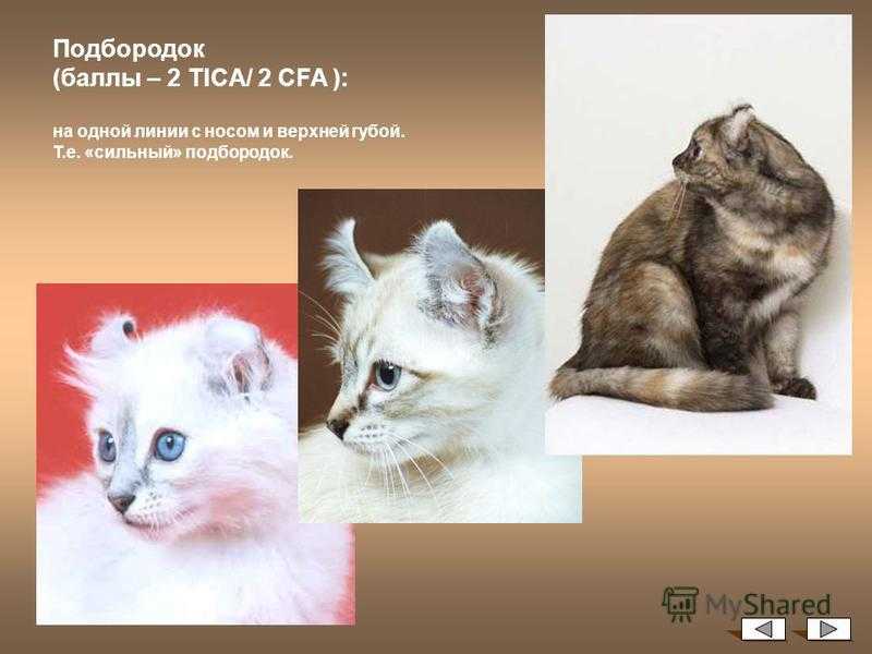 Американский керл - описание породы кошек , фото