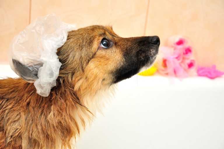 Почему собаки чихают: причины, симптомы, консультация ветеринара и лечение при необходимости
