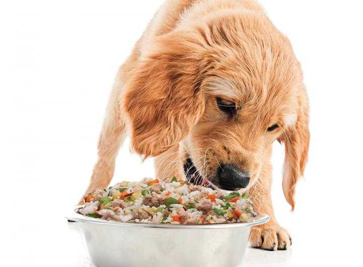 Размоченный корм для собаки — сайт эксперта по животным — howmeow