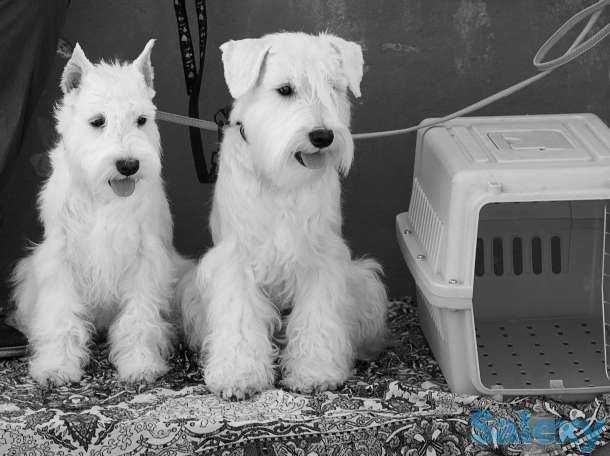 ᐉ породы собак которые не линяют - названия с фото - zoovet24.ru