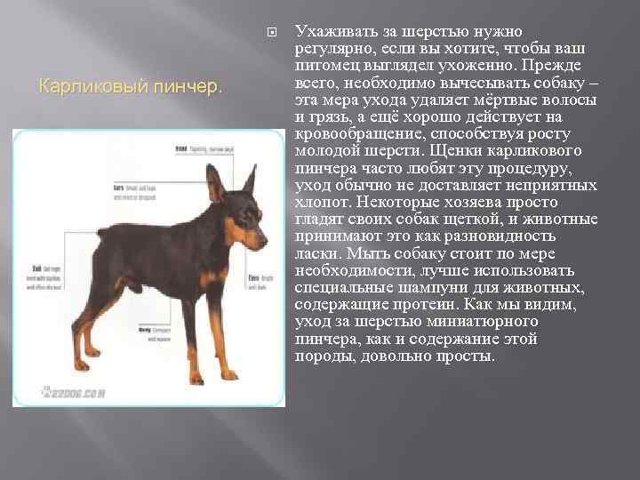 Немецкий пинчер: фотографии собаки, описание и уход, стоимость