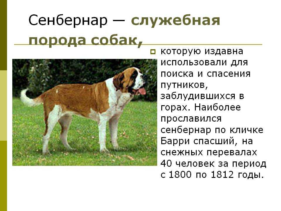 Редкие породы собак с фотографиями и названиями | petguru