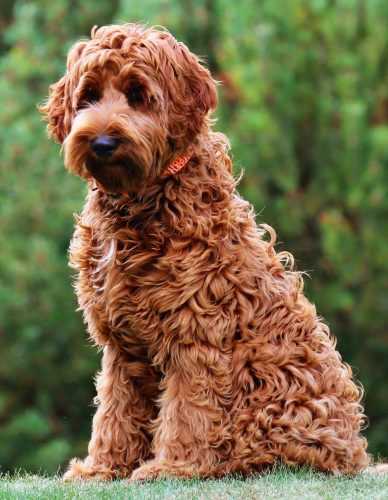 Лабрадудель новая порода собак. описание, особенности, характер и цена породы