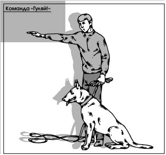 Как научить собаку или щенка команде «нельзя» и «фу»: разница в командах, ситуации применения, способы дрессировки