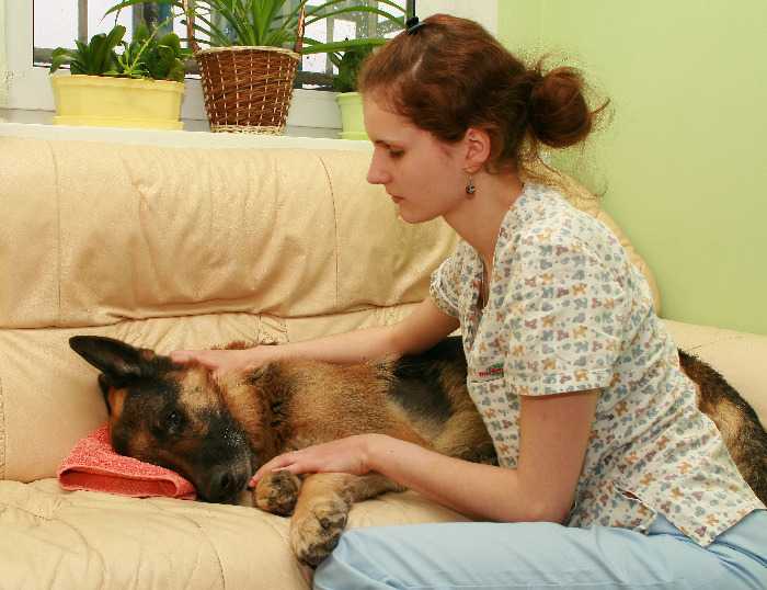 Инсульт у собаки симптомы и лечение