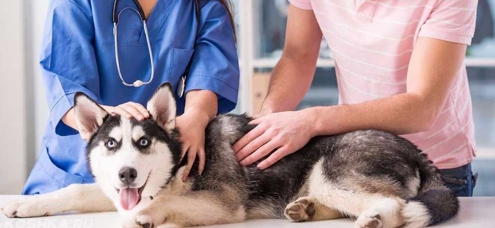 Синдром кушинга у собак и как лечить гиперадренокортицизмветлечебница рос-вет