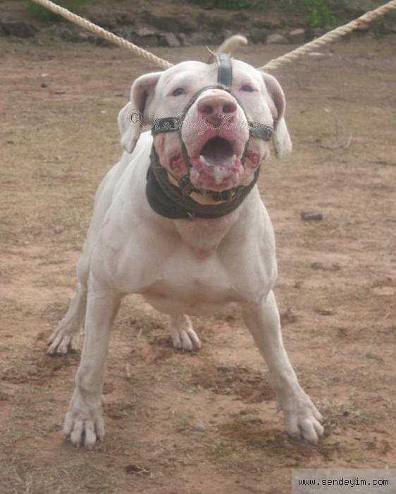 Характеристика породы собак гуль донг, правила содержания животного