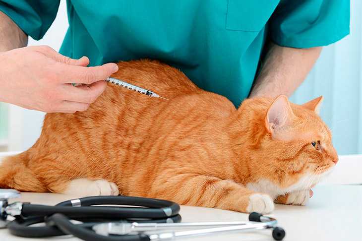 Статьи и акции ветеринарной клиники «dr.vetson»: опасен ли коронавирус человека (covid-19) для собак и кошек?