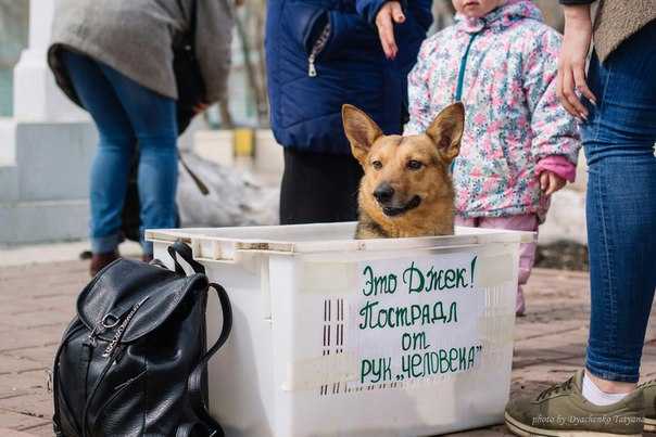 Благотворительные фонды защиты животных, приюты для бездомных животных и другая помощь