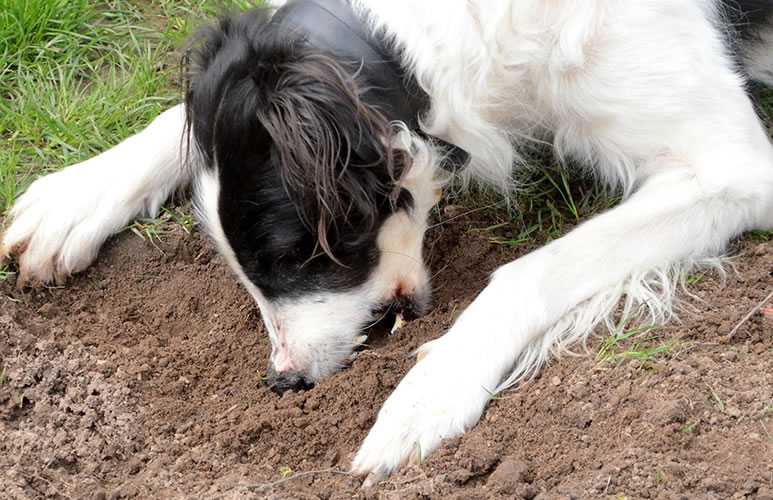 Почему собака ест землю: что не хватает, как отучить, психологические причины