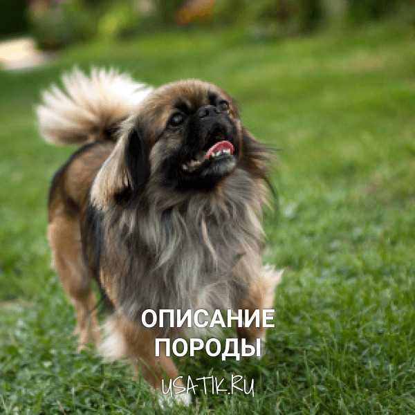 ᐉ бладхаунд собака описание породы - zoomanji.ru