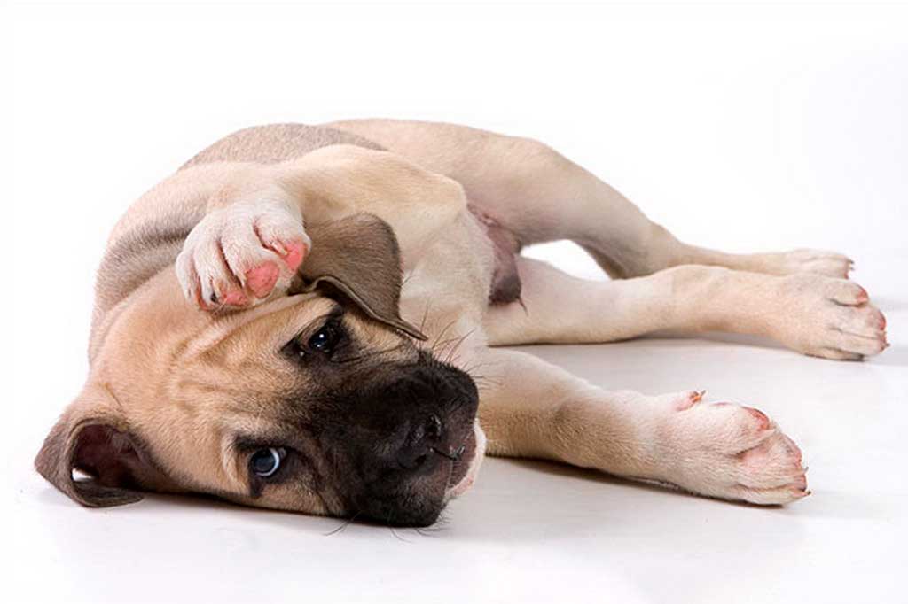 Рвота у собаки: что делать если у собаки рвота - здоровье животных | сеть ветеринарных клиник, зоомагазинов, ветаптек в воронеже