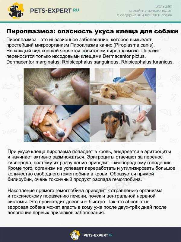 Боррелиоз у собак: симптомы и лечение заболевания