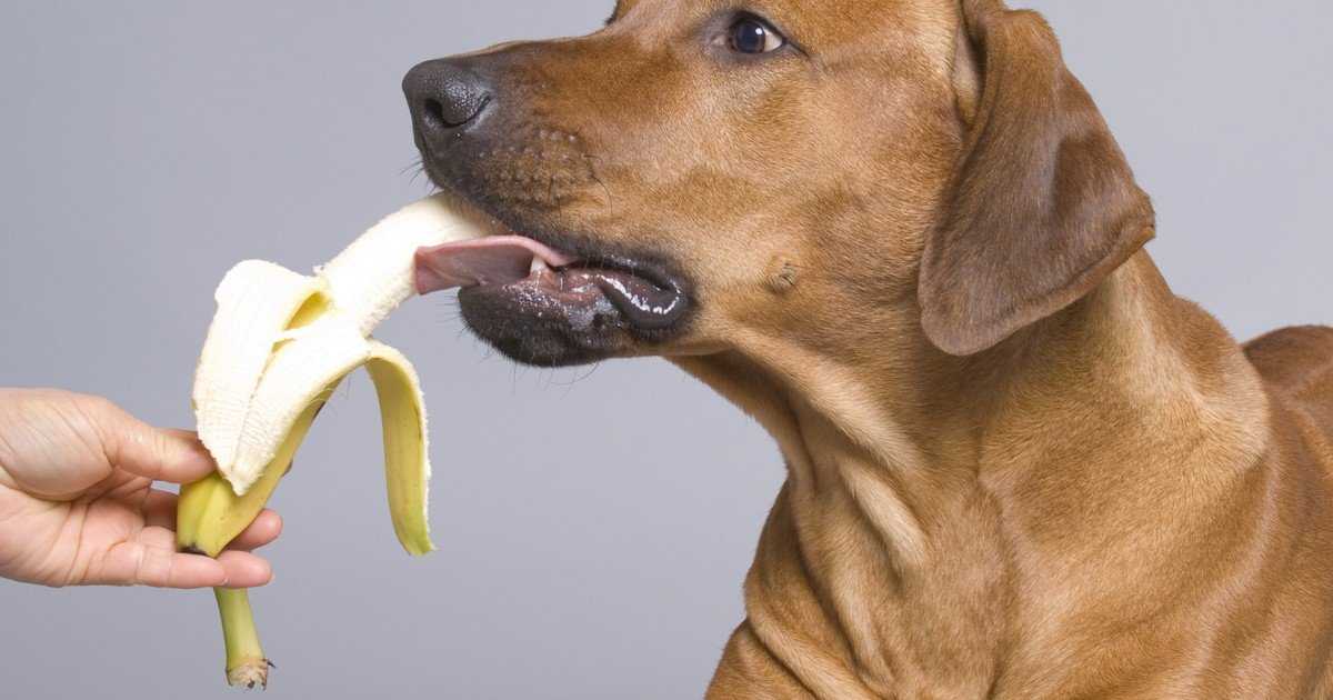 Можно ли собакам орехи: рекомендации | блог ветклиники "беланта"