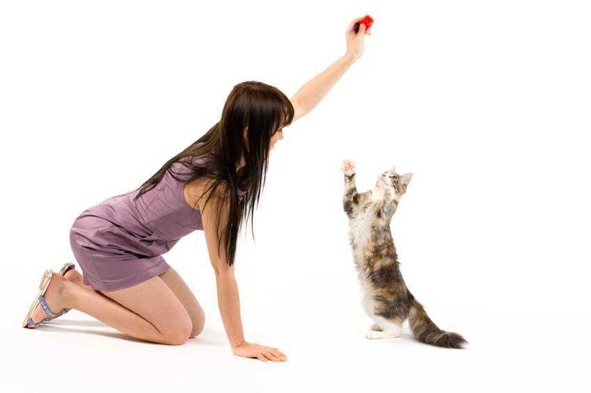 Как научить кота (кошку) командам: давать лапу, стоять на задних лапах, принести игрушку