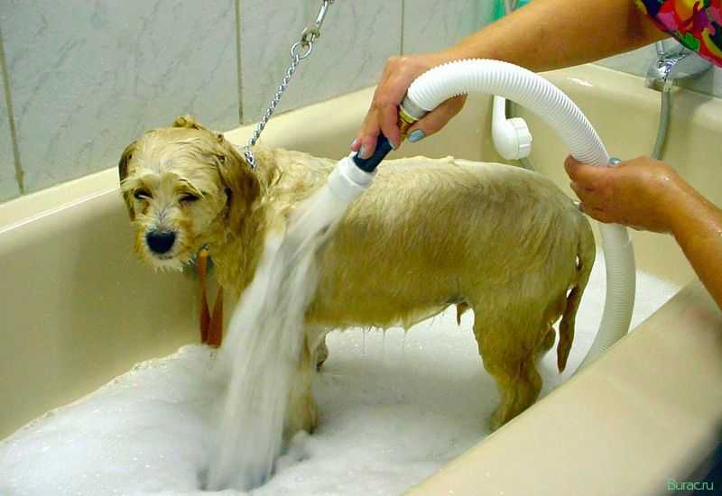 Сколько стоит помыть собаку в салоне | большую и маленькую, цена