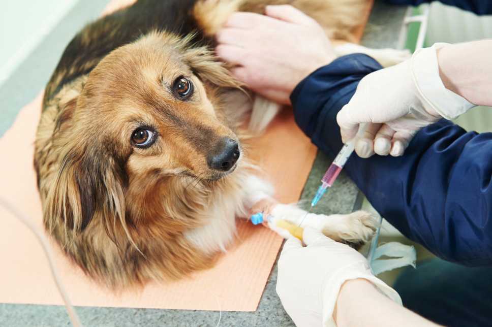 Микоплазмоз у собак: симптомы и опасности заболевания