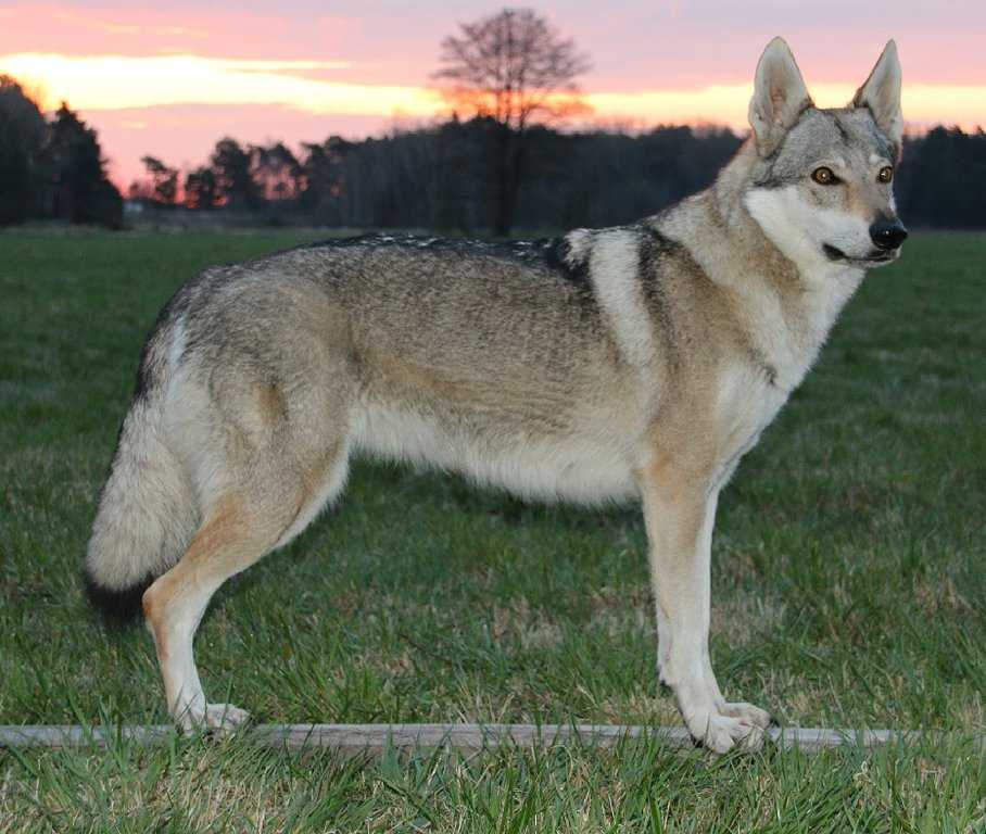 Чехословацкий влчак – описание породы, содержание и уход
