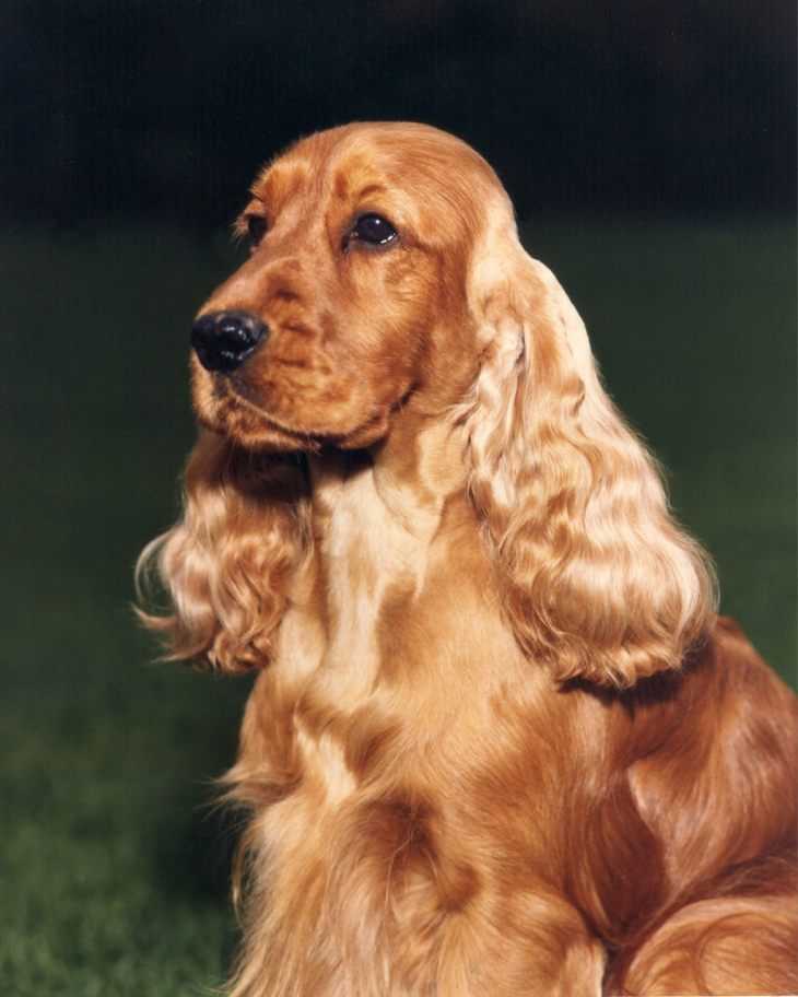 Английский кокер-спаниель: все о собаке, фото, описание породы, характер, цена