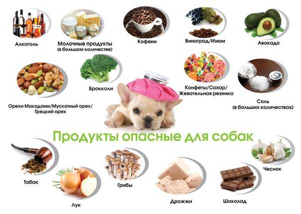 Можно ли собаке кашу: виды крупяных блюд, полезные и вредные каши, как кормить