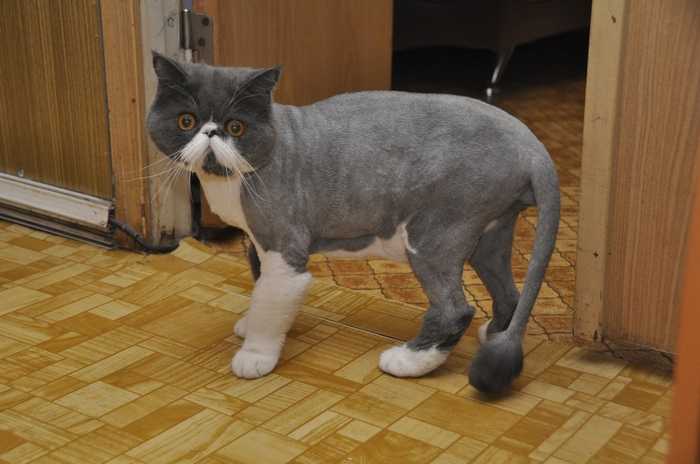 Как подстричь кота в домашних условиях: побрить самому, подстричь ножницами или машинкой, чему лучше это сделать и что будет после