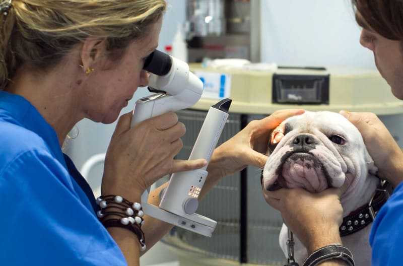 Как остановить кровь у собаки из ногтя: первая помощь, советы ветеринаров