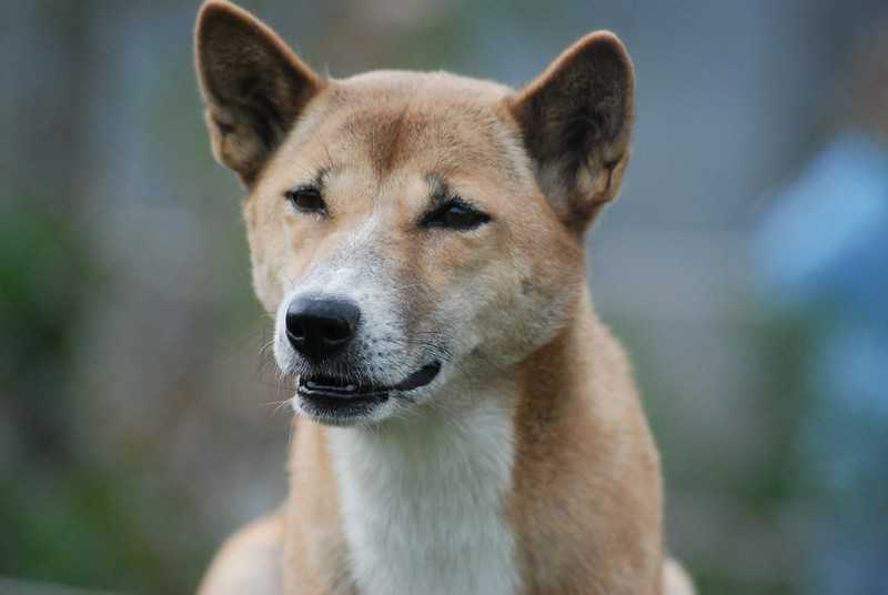 Новогвинейская поющая собака: фото, описание породы