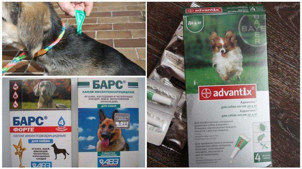 Средства от клещей для собак: лучшие противоклещевые препараты, лекарства