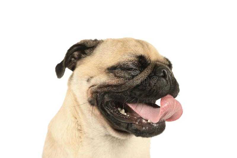 Почему собака высовывает язык