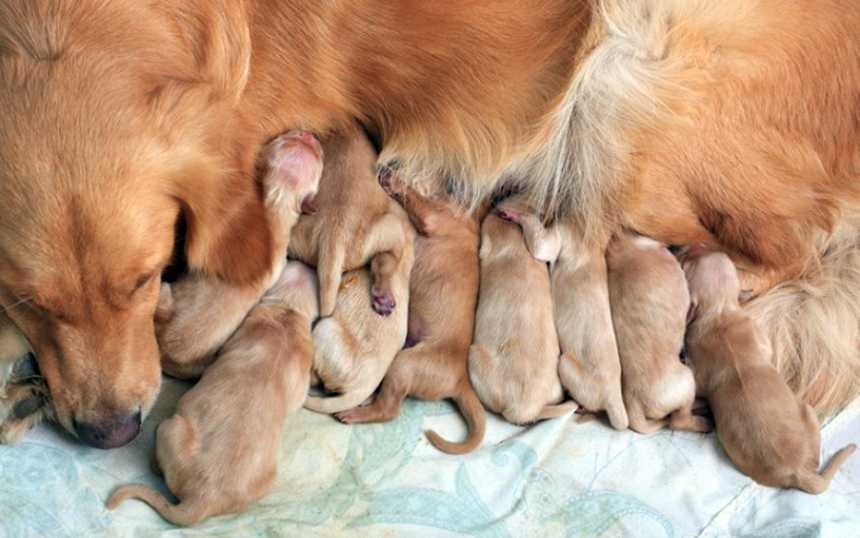 Сколько длится беременность у собак: продолжительность, периоды в таблице, различие по породам, возможные осложнения