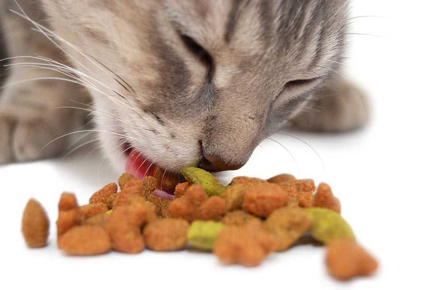 Можно ли кошкам давать корм для собак?