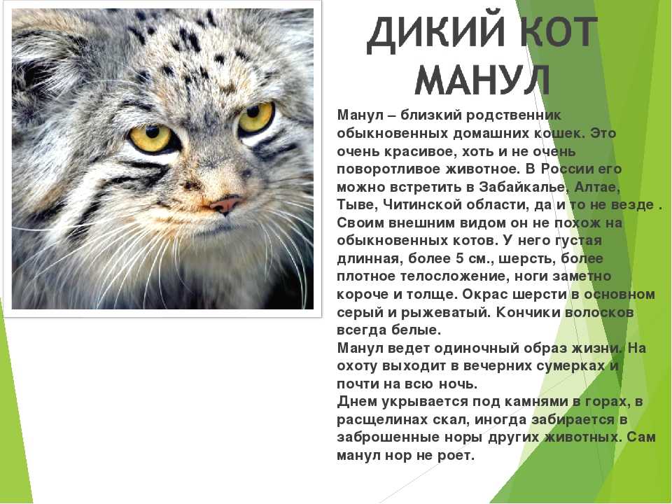 Домашний кот или древний хищник: описание, фото, характер, содержание, уход за породой манул