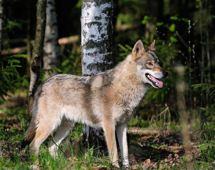Порода волкособ: история возникновения гибрида, фото собаки-волка и цена