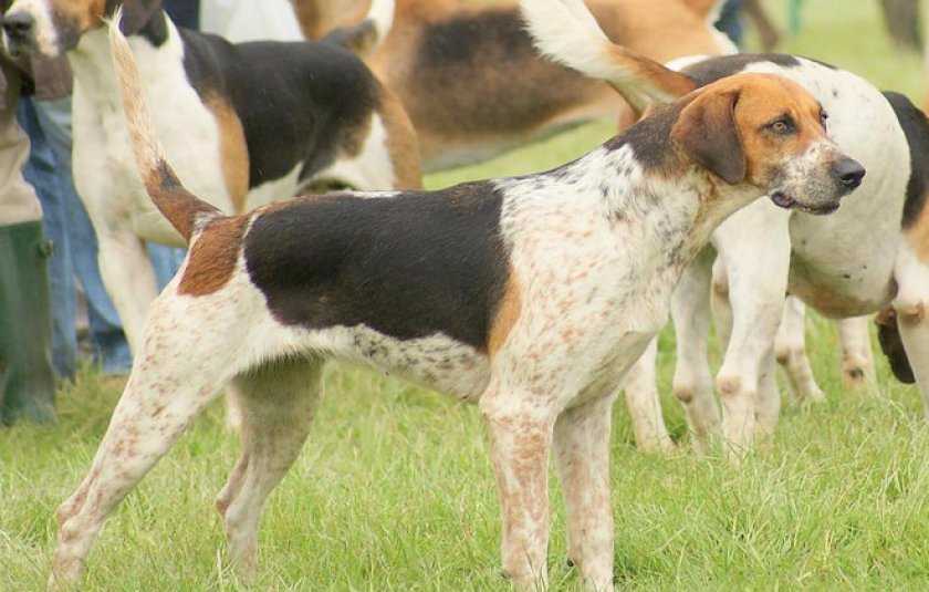 Характеристика собак породы американский фоксхаунд с отзывами и фото