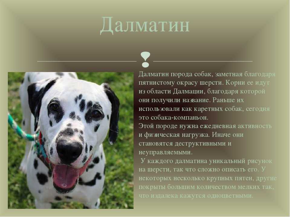 Далматин — описание ухода, особенности породы и советы по выбору чистокровного щенка (115 фото)
