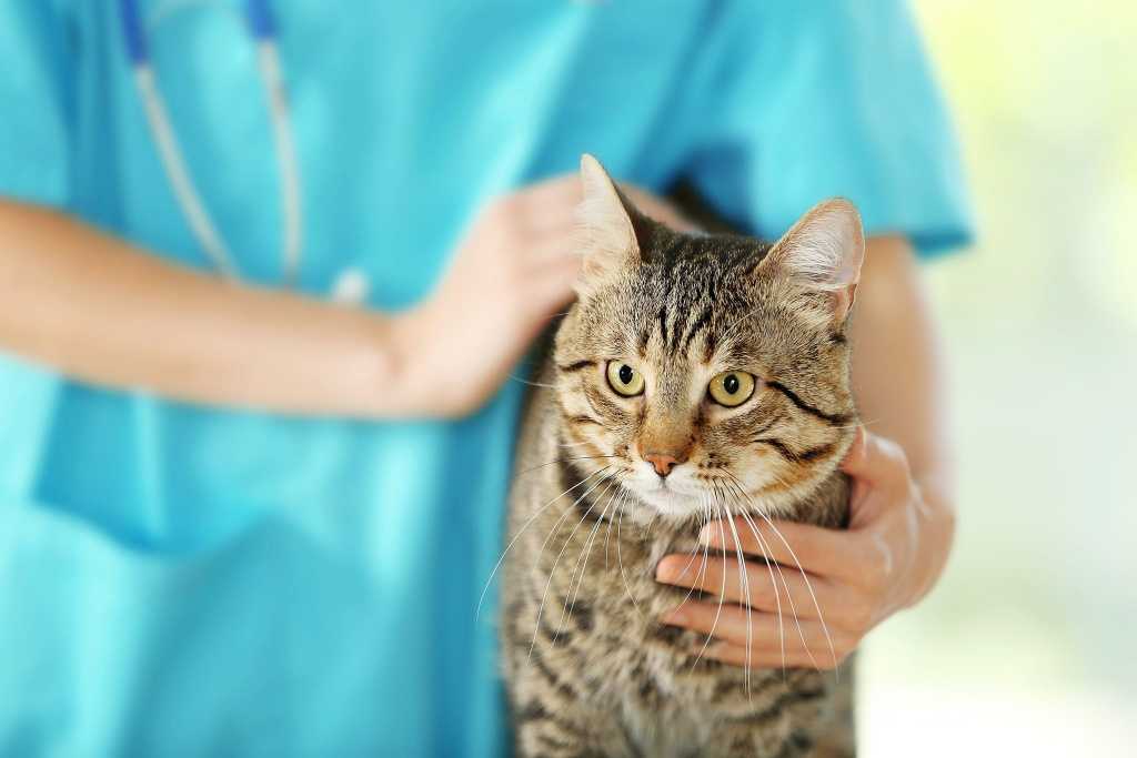 Болеют ли кошки и собаки коронавирусом?