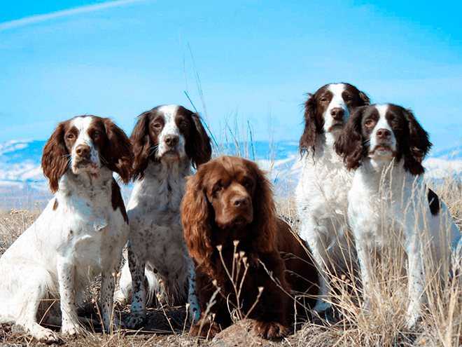 Вельш-спрингер-спаниель: характеристики породы собаки, фото, характер, правила ухода и содержания