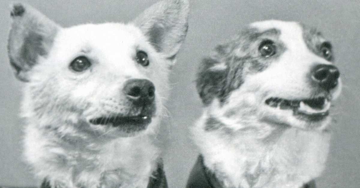 Лайка — первая собака космонавт