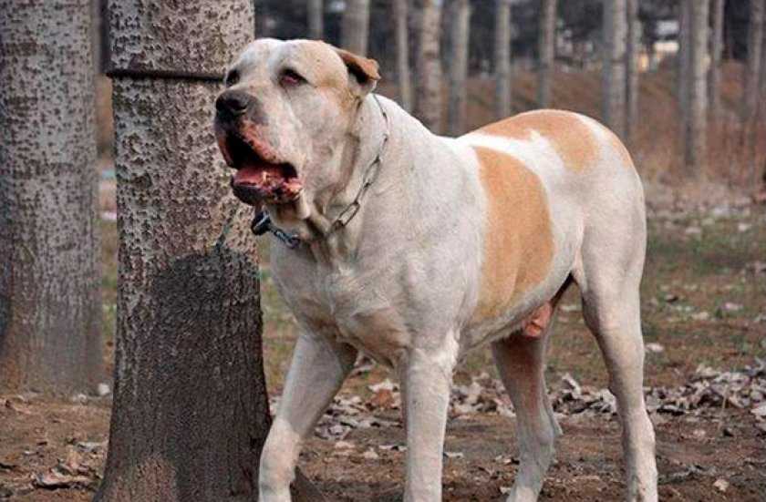 Гуль донг (пакистанский бульдог): описание породы собак
