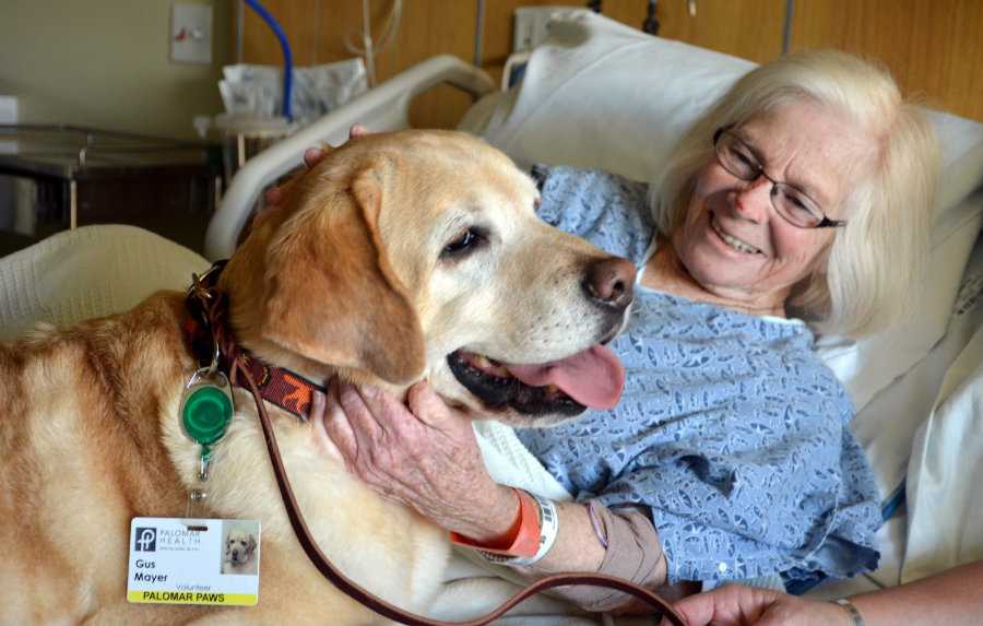 Химиотерапия у собак и кошек. как собаки и кошки переносят химиотерапию, нужно ли кормить перед химиотерапией животное.ветеринарная клиника "зоостатус"