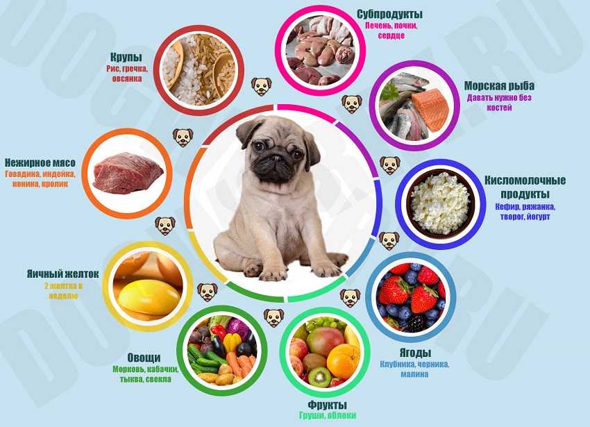 Что нельзя давать собакам и почему: советы ветеринаров, рекомендации заводчиков и обзор запрещенных продуктов (120 фото)