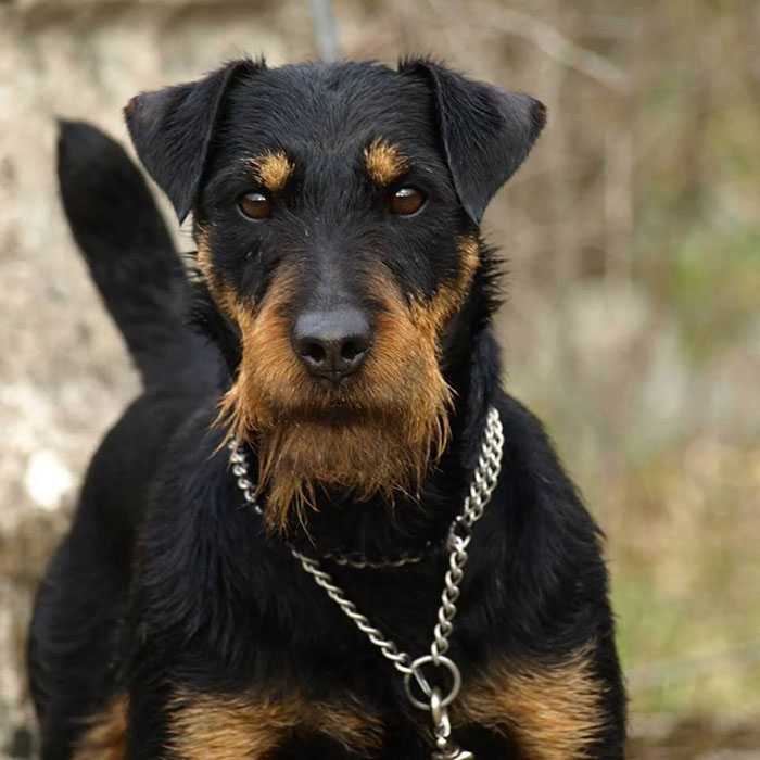 Немецкий ягдтерьер собака. описание, особенности, уход и цена ягдтерьера