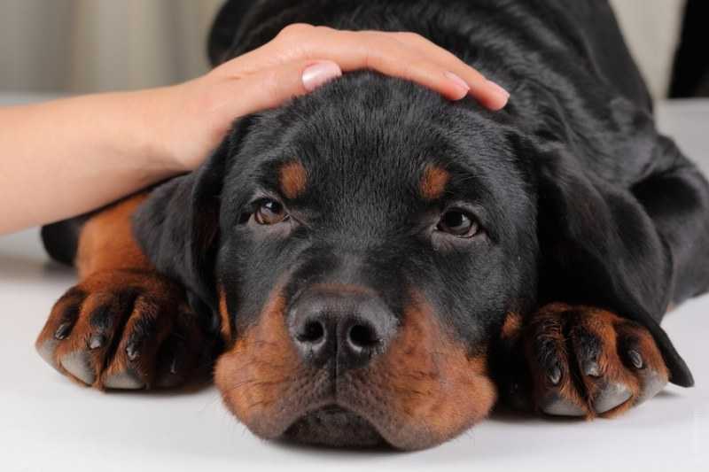 Гастрит у собак: симптомы, лечение, питание