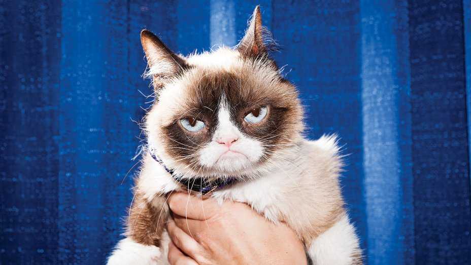 Grumpy cat - самый сердитый кот в мире: фото, видео, откуда популярность