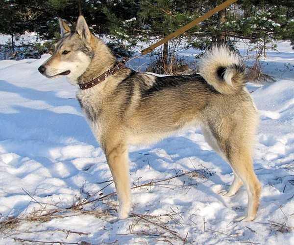 Западно-сибирская лайка собака. описание, особенности, уход и цена породы | sobakagav.ru