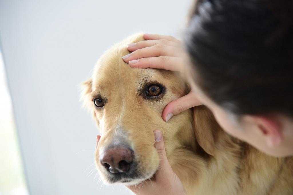 Выделения из глаз у собак - «айболит плюс» - сеть ветеринарных клиник