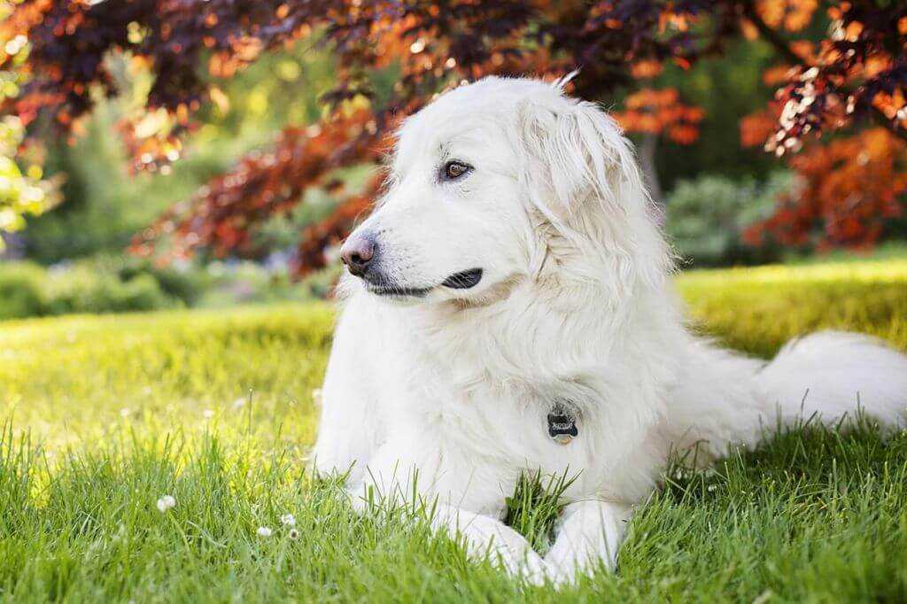 Пиренейская горная собака 🐶 фото, описание, характер, факты, плюсы, минусы собаки ✔