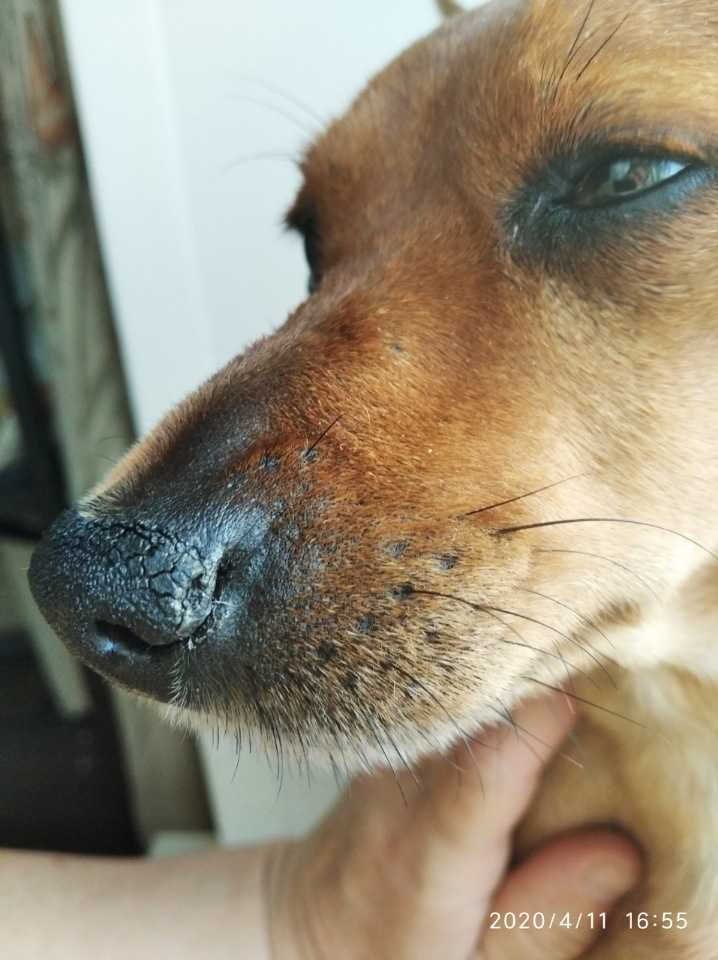 У собаки сухой нос